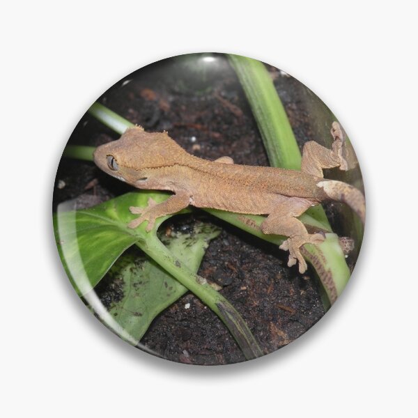 Item preview, Crested Gecko designed and sold by FishNerd2006.