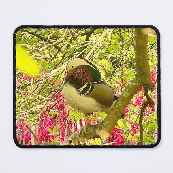 Item preview, Colourful London Mandarin Duck Amidst Azaleas designed and sold by The Running London Photographer.
