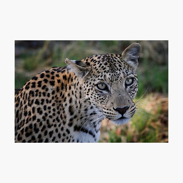 The Contender Photographic Print