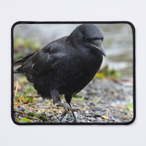 Item preview, Determined American Crow on the move designed and sold by lisavonbiela.