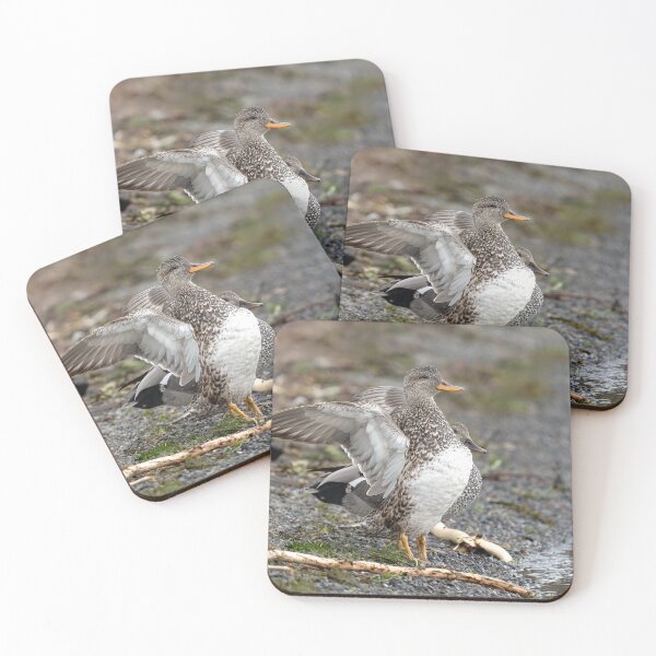 Item preview, Pair of Gadwall Ducks with female flapping wings designed and sold by lisavonbiela.