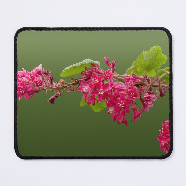 Item preview, Red-flowering currant branch with soft background designed and sold by lisavonbiela.