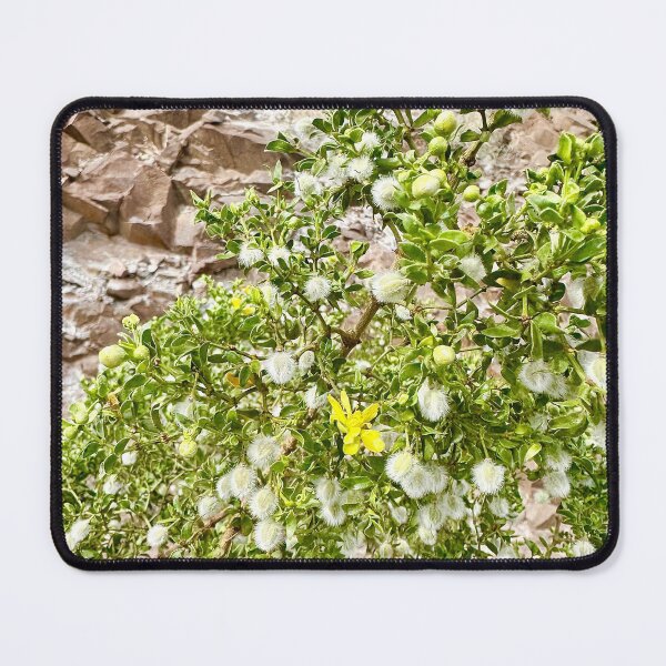 Item preview, Blooming Fluffy Puff Flower Plant Photography Stickers Prints Posters Wall Art Magnet Home Coffee Cup Decoration TShirt Stationary Notebook Magnet Hat Kitchen Work School Office Redbubble Shop designed and sold by Saritas Boutique Shop.