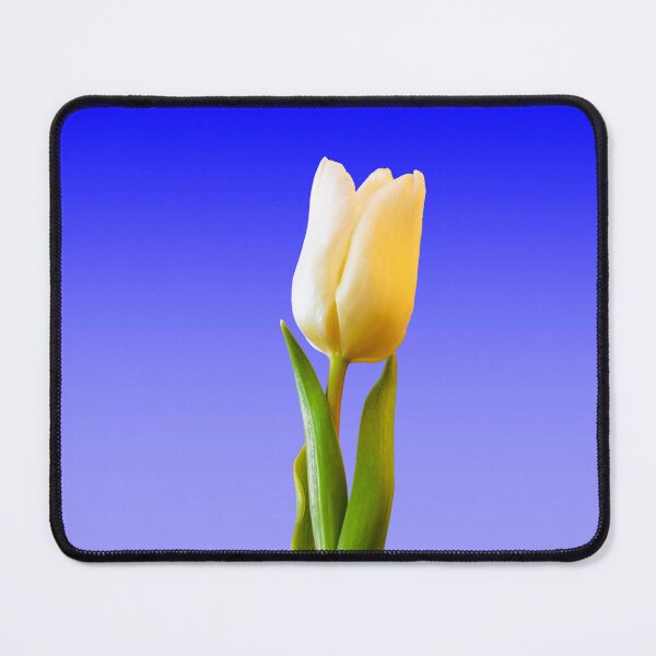 Item preview, Single White Tulip designed and sold by JeanKellyPhoto.
