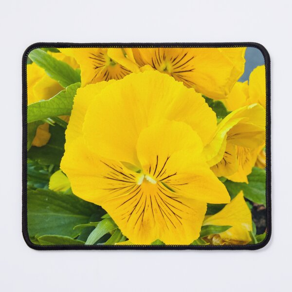 Item preview, Radiant Yellow Pansies in Full Bloom designed and sold by BalkanBloom.