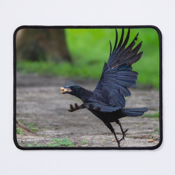 Item preview, Crow Taking Off With 3 Peanuts in Its Beak designed and sold by Pondside-Pics.
