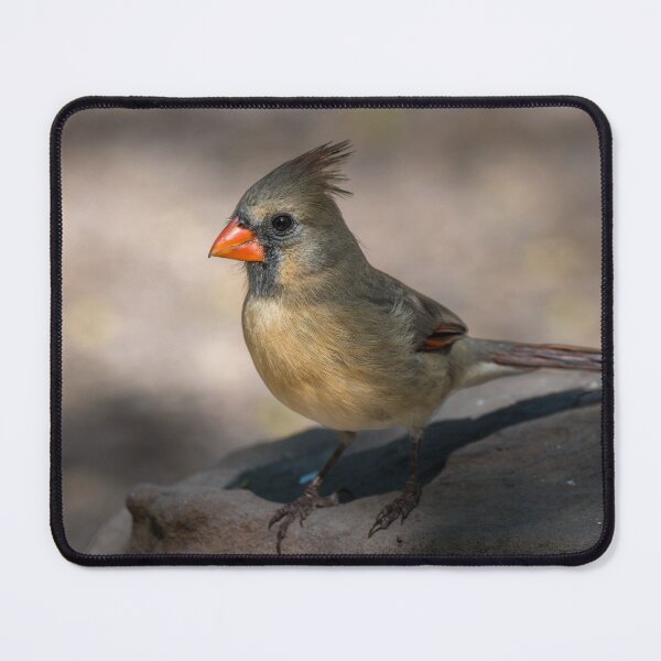 Item preview, Female Cardinal Perched on Rock designed and sold by Debra Martz.