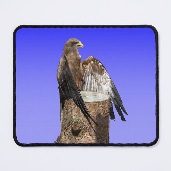 Item preview, Yellow-Billed Kite designed and sold by JeanKellyPhoto.