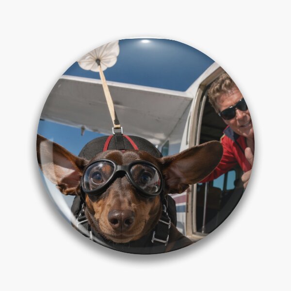 Item preview, Rolo chocolate tan miniature dachshund sky diving  designed and sold by Stephen Chambers.