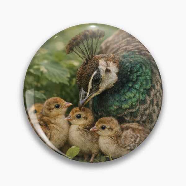 Item preview, Female Peacock Tending To Her Chicks designed and sold by CarolM.