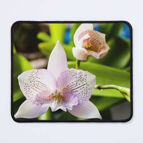 Item preview, Cattleya Orchid 1 designed and sold by nastiaart.