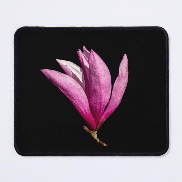 Item preview, Saucer Magnolia — Pink Petals on Transparent Background Spring Photography designed and sold by Susarellis.