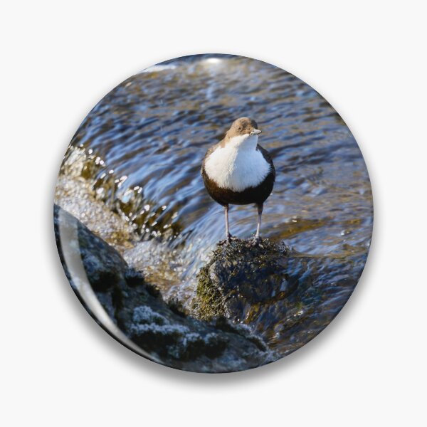 Item preview, In the sunshine. White-throated dipper Spring 2026 designed and sold by Jouko Lehto Photography.