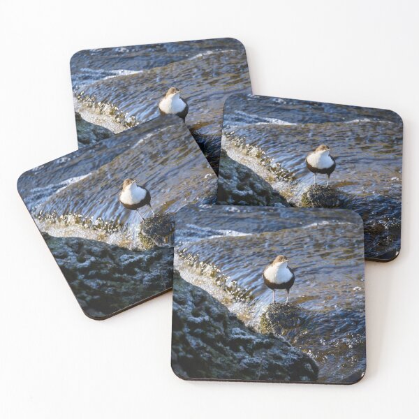 Item preview, In the sunshine. White-throated dipper Spring 2026 designed and sold by Jouko Lehto Photography.