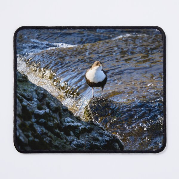 Item preview, In the sunshine. White-throated dipper Spring 2026 designed and sold by Jouko Lehto Photography.