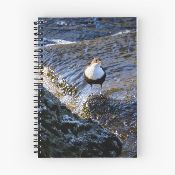 Item preview, In the sunshine. White-throated dipper Spring 2026 designed and sold by Jouko Lehto Photography.