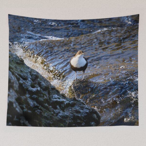 Item preview, In the sunshine. White-throated dipper Spring 2026 designed and sold by Jouko Lehto Photography.