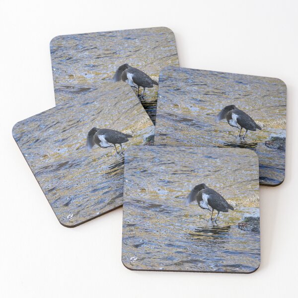 Item preview, At Your Service Sir. White-throated dipper Spring 2026 designed and sold by Jouko Lehto Photography.