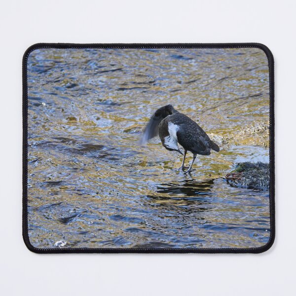 Item preview, At Your Service Sir. White-throated dipper Spring 2026 designed and sold by Jouko Lehto Photography.