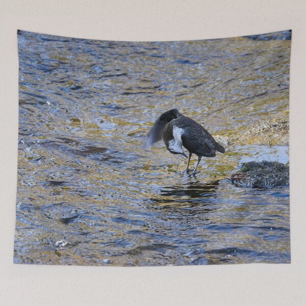Item preview, At Your Service Sir. White-throated dipper Spring 2026 designed and sold by Jouko Lehto Photography.