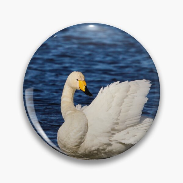 Item preview, Whites and blues. Whooper swan. Spring 2026 designed and sold by Jouko Lehto Photography.