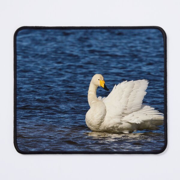 Item preview, Whites and blues. Whooper swan. Spring 2026 designed and sold by Jouko Lehto Photography.