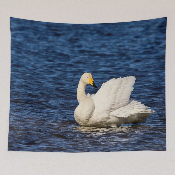 Item preview, Whites and blues. Whooper swan. Spring 2026 designed and sold by Jouko Lehto Photography.