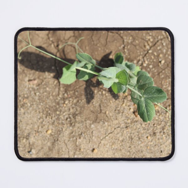 Item preview, Pea Plant Growing in Sunlight designed and sold by yaserphotograph.