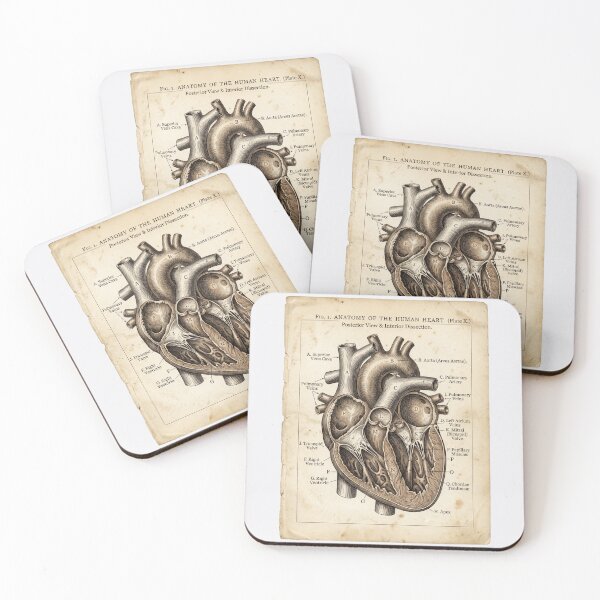 Item preview, Vintage Human Heart Anatomy Diagram - Antique Medical Illustration designed and sold by Body Part Archive.