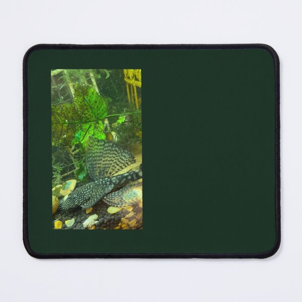 Item preview, Bristlenose Pleco, Angelic fish designed and sold by DwynnsArt101.