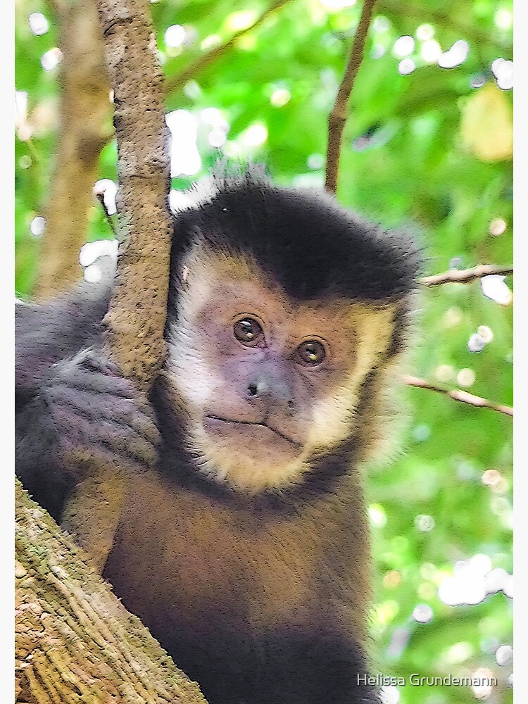Brazilian Monkey, Macaco Prego Stock Image - Image of cebus, tuft