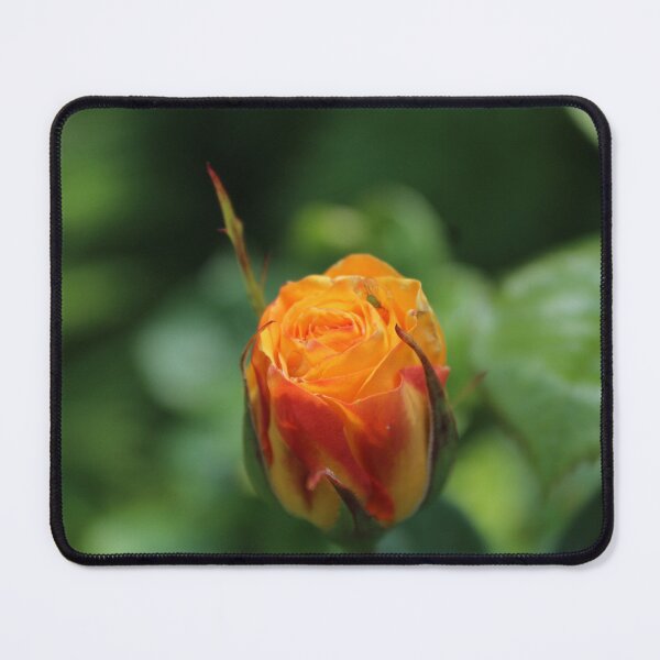Item preview, Fiery orange rose close-up - Nature photography designed and sold by Cha-s-lens.