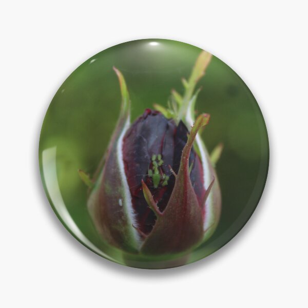 Item preview, A dark purple rose close up - Nature photography designed and sold by Cha-s-lens.