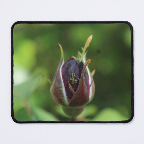 Item preview, A dark purple rose close up - Nature photography designed and sold by Cha-s-lens.