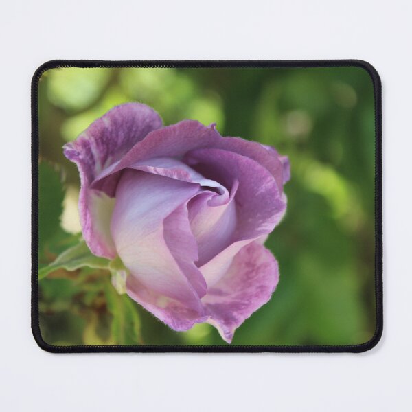 Item preview, A soft romantic purple rose - Nature photography designed and sold by Cha-s-lens.