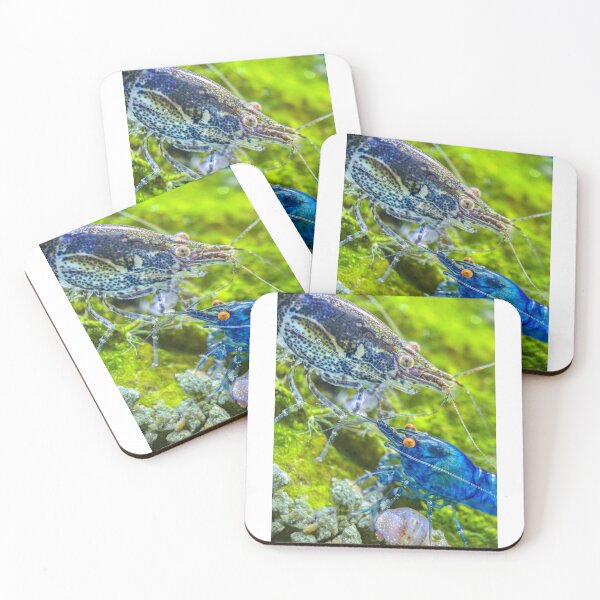 Item preview, Pretty OE Blue and Wild Neocaridina  designed and sold by Cassandra Tiensivu.