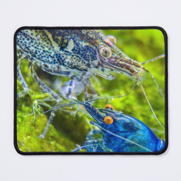 Item preview, Pretty OE Blue and Wild Neocaridina  designed and sold by Cassandra Tiensivu.