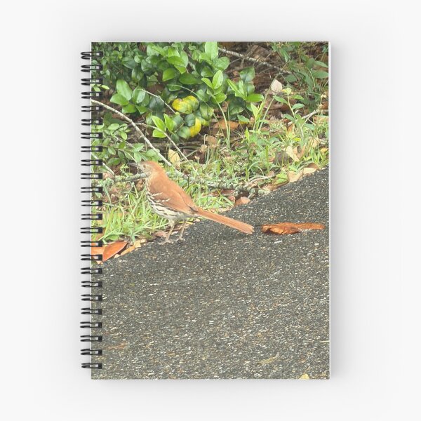 Item preview, Melodies of Nature: The Brown Thrasher. designed and sold by Pearls1.