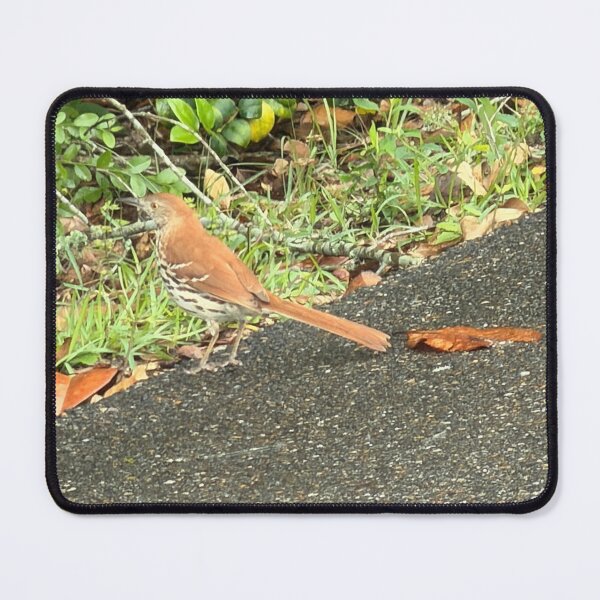 Item preview, Melodies of Nature: The Brown Thrasher. designed and sold by Pearls1.