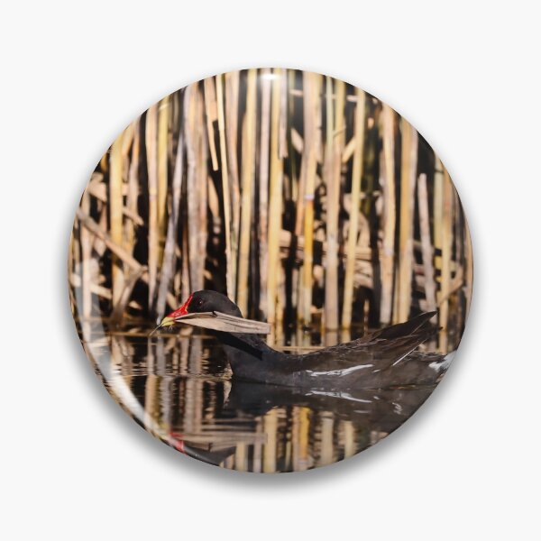 Item preview, A water moorhen bird swimming against the background of dry reeds. designed and sold by NaturePhotography.