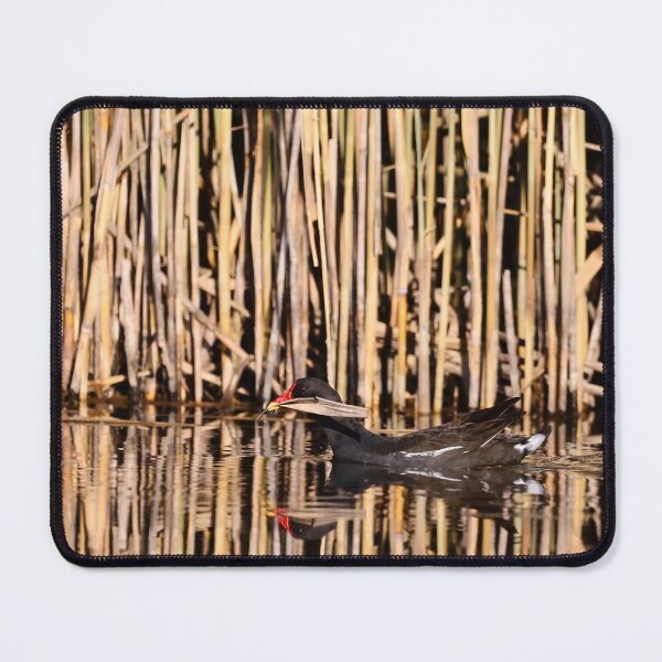 Item preview, A water moorhen bird swimming against the background of dry reeds. designed and sold by NaturePhotography.