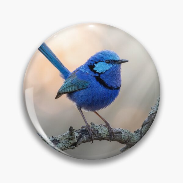 Item preview, Splendid Fairywren Perches on a Branch designed and sold by Tridentulus.