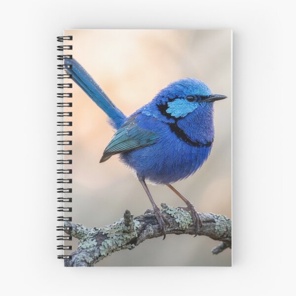 Item preview, Splendid Fairywren Perches on a Branch designed and sold by Tridentulus.