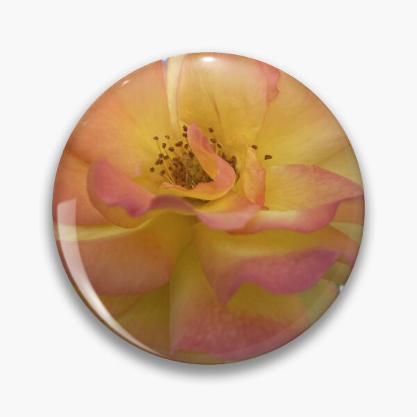 Item preview, Bicolor Yellow and Pink Rose Isolated on White Background designed and sold by BalkanBloom.