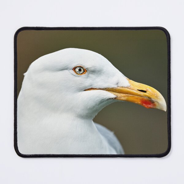 Item preview, Study Of A Herring Gull designed and sold by Tom McPherson Photography.
