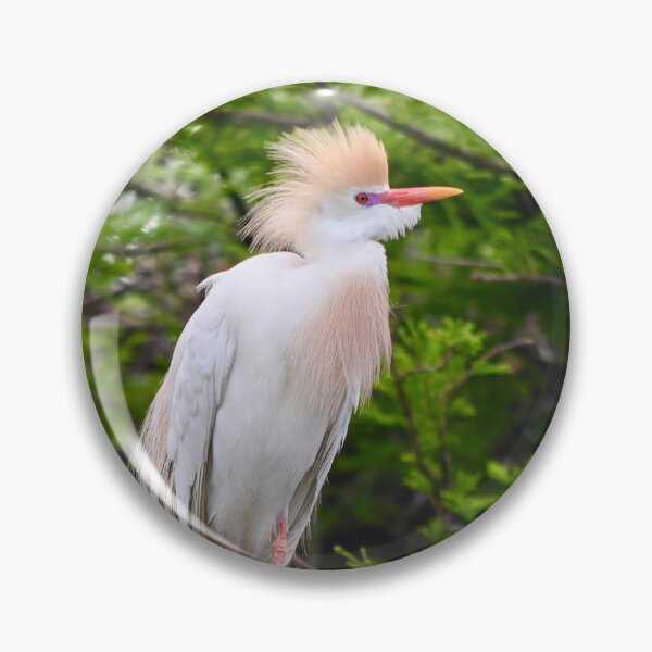 Item preview, Cattle Egret in Breeding Plumage designed and sold by richardbryce.