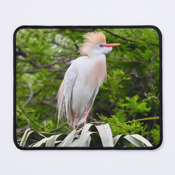 Item preview, Cattle Egret in Breeding Plumage designed and sold by richardbryce.