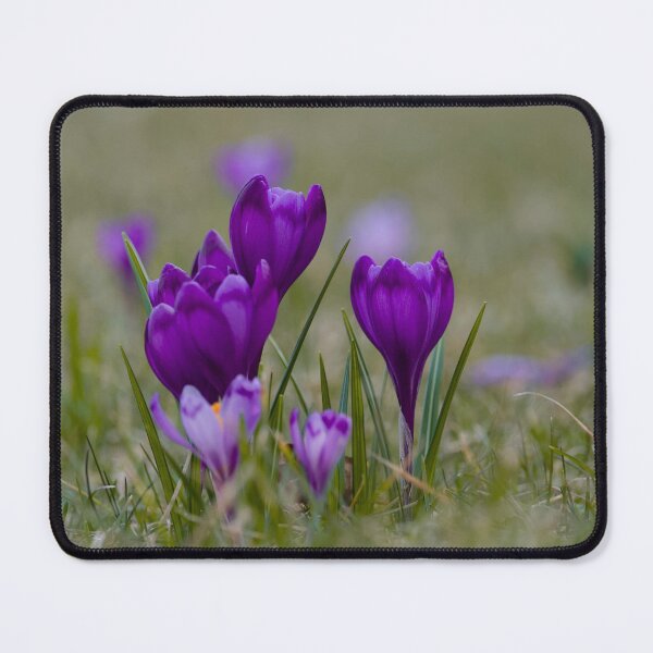 Item preview, Crocuses designed and sold by groundfloors.