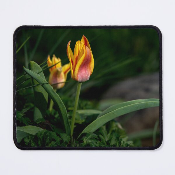 Item preview, The Slow Fire - Red Yellow Tulip Pair Photography designed and sold by Susarellis.