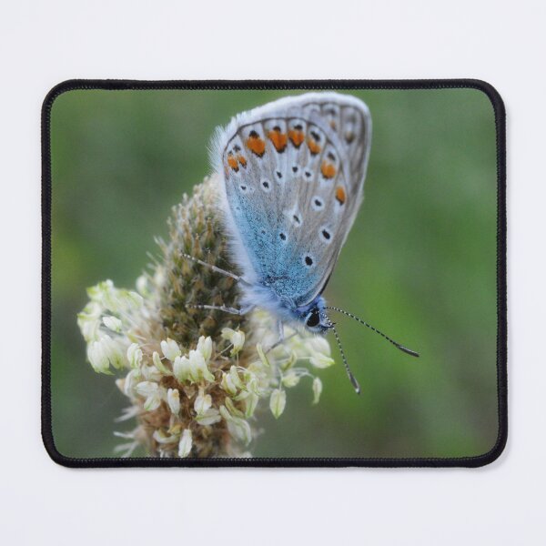Item preview, Quiet Butterfly Moment designed and sold by SilentBloomLab.